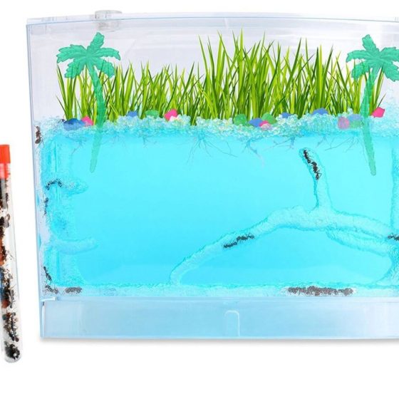 Uncle Milton Ant Farm Shipped with Live Ants Butterfly and Nature Gifts