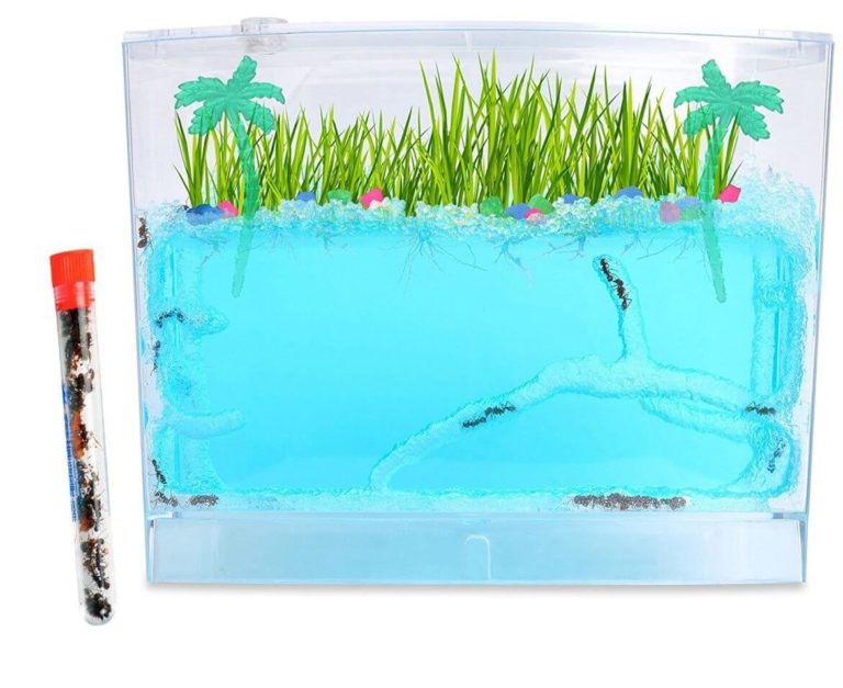 Live Ant Farms and Ants for Sale Butterfly and Nature Gifts