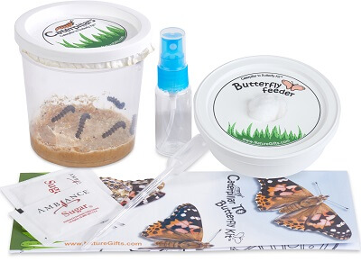 Live Butterfly Kits Butterfly and Nature Gifts