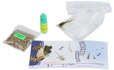 1-leopard-frog-tadpole-with-supplies-400×244-10323