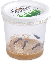 Cup of Caterpillars™  Shop Caterpillar Refills for Butterfly Kits - Insect  Lore