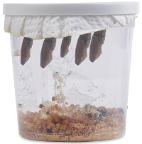 Cup of Caterpillars™  Shop Caterpillar Refills for Butterfly Kits - Insect  Lore