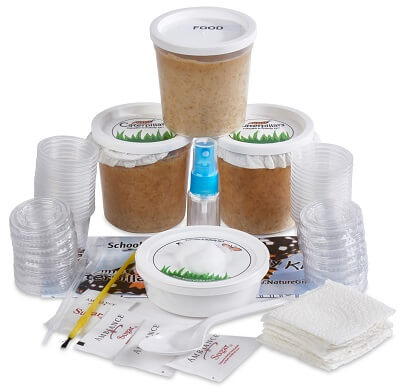 Butterfly Larvae Refill Kit - Butterfly and Nature Gifts