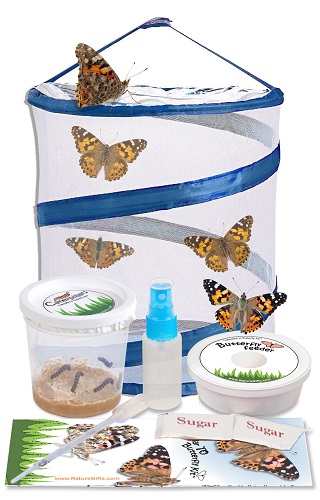 Butterfly Larvae Refill Kit - Butterfly and Nature Gifts