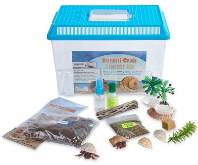 Hermit Crab Natural Sponge for Water Dish - Live Hermit Crab