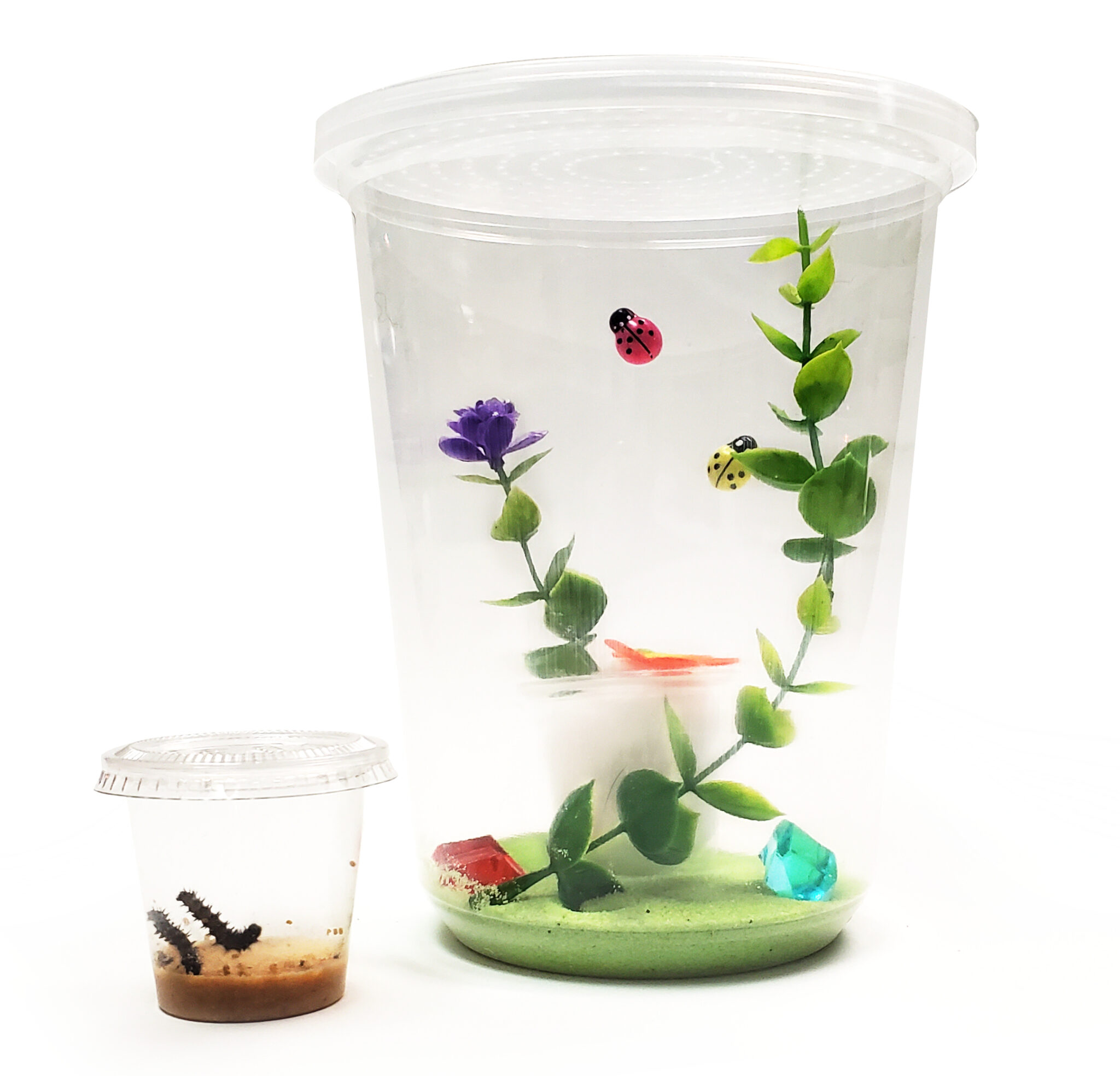 Live Butterfly Kits Butterfly and Nature Gifts