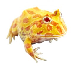 albino-02