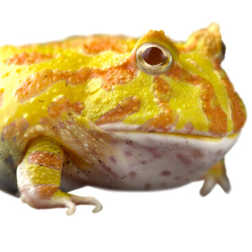 albino-03-367x367