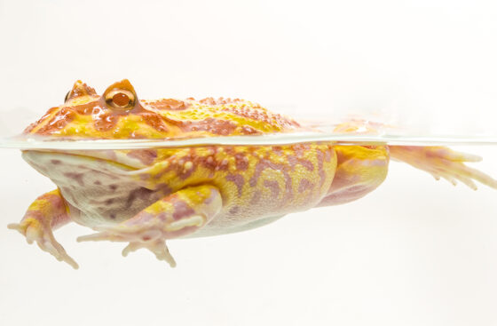 albino-04-560x367