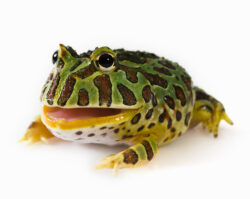 green-01-250x199