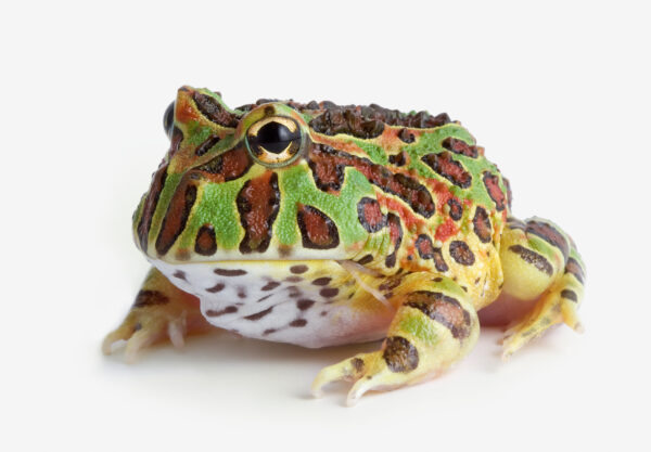 Frog on white background
