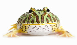 green-03-250x148