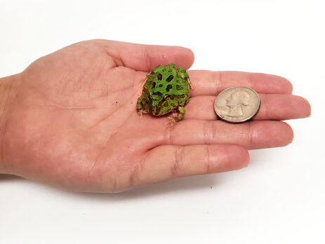 green-in-hand-463x348