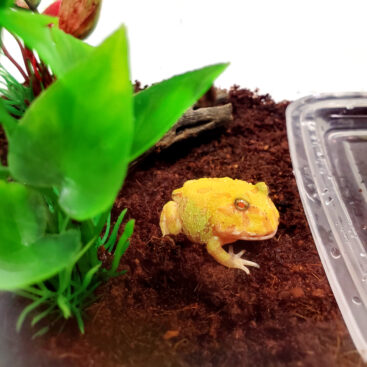 pet-frog-kit02-367x367